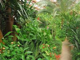 Image D Une Allee Dans La Serre Aux Papillons Tropical Garden Narrow Garden Plants
