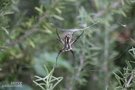 It is simply practical when trying to identify a spider according to the place it was spotted at. Garden Spider A Welcome Friend Or A Scary Foe