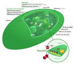 Cloroplasto Wikipedia La Enciclopedia Libre Photosynthesis Thermoelectric Materials Cell Parts