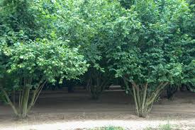 Hazelnuts prefer soil that's well drained and fairly low in nutrients; Do Hazelnuts Grow On Trees Or Bushes Garden Eco