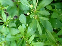 Image result for Hypertelis cerviana