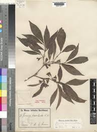 Image result for Aulacocalyx