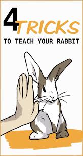 Joanna woodnutts expert insight on rabbit litter training. 220 Rabbit Training Tips Ideas In 2021 Indoor Rabbit Rabbit Rabbit Care