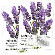 Package of 500 Seeds, Vera Lavender True English (Lavandula Angustifolia)