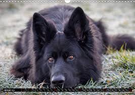 Schwarzer schaeferhund welpen in der rubrik tiermarkt. Schwarz Ist Schon Der Lackschwarze Altdeutsche Schaferhund Kalendererfolg