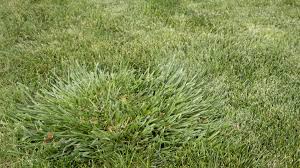 If you live in the northern part of the country i would say that you have tall fescue it is a wider blade of grass that grows faster than bluegrass. Crabgrass And Other Weed Grasses Stewart S Lawn