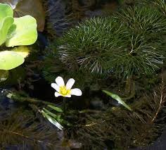 Image result for Cabombaceae