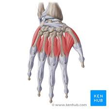 Intrinsic hand muscles are wholly located within the hand; Hand Anatomy Bones Muscles Arteries And Nerves Kenhub