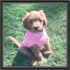 Every one of our dogs are dearly loved and a big part of our family. Australian Labradoodle Puppies For Sale Breeders Mudcreek Tyler Texas