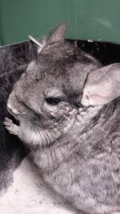 Chinchillas Sugar Gliders And Mini Critters Sioux Falls Facebook