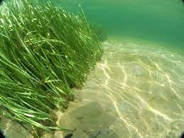 Underwater Garden Sea Grass Ocean Grove North Beach