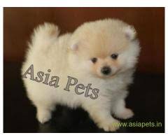We have a whole page devoted to teacup pomeranains for sale. Pomeranian Puppy For Sale Pomeranian Price In India Teacup Pomeranian