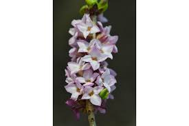 Image result for Daphne mezereum