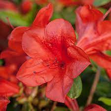 You might trim about a third of. Encore Azalea 2 Gal Autumn Bravo Shrub With Red Flowers 14801 The Home Depot