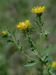 Image result for Heterotis canescens