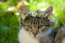 Whatever you choose will have to stick for the rest of. 78 Cute Flower Names For Cats Petpress
