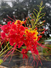 Image result for Caesalpinia
