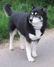 Akita Husky Mix 🐕 | Vet Reviews | 3 Reasons To Avoid