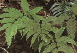 Image result for Pteridaceae