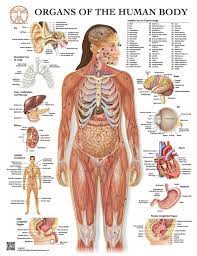 Maybe you would like to learn more about one of these? Organs Of The Human Body Laminated Anatomical Wall Chart With Digital Download Code