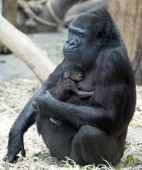 Zoo Finds Out Gorilla Is Pregnant After The Baby Is Born Baby Gorillas Baby Animals Gorilla