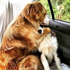 Un Abbraccio Da Cani L Amicizia Oltre Le Parole Immagini Divertenti Di Animali Humor Sui Cani Cani E Cuccioli