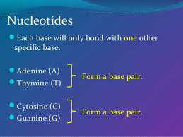 This particular molecule is adenine; Which Pair Of Nitrogenous Bases Will Form A Bond In A Dna Molecule Which Pair Of Nitrogenous Bases Will Form A Bond In A Dna Molecule A Cytosine And Adenine