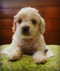 History and original purpose of the cockapoo. Friendly Parti Cockapoo Puppies For Sale In Albany Oregon Classified Americanlisted Com