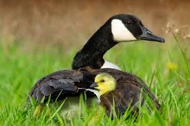 Maybe you would like to learn more about one of these? Angsa Bebek Lucu Anak Foto Gratis Di Pixabay