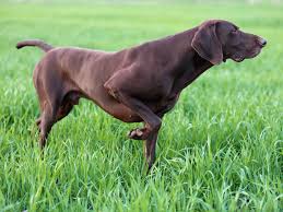 The pointer named x points to the first node pointee. Pointer Dog Full Profile History And Care