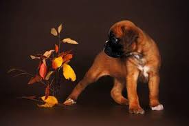 Boxer puppies available now near me. Boxer Information Center Puppy Care