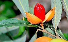 Image result for Heisteria zimmereri