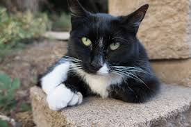 How to stop cats from biting and scratching. Cats In The Garden Sf Bay Gardening