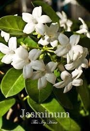 Most Intoxicating Scents Jasmine Blooming In The Greenhouse Beautiful Flowers Container Gardening Flower Beauty
