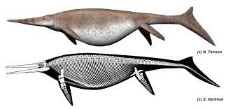 Image result for ichthyosaurs