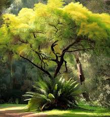 Image result for Acacia kamerunensis