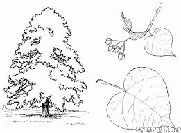 Tree leaf printable coloring pages. Coloring Page Linden Tree