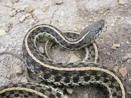 They are a fairly slim bodied snake, males more so than females. Eastern Garter Snake Care Tips Reptiles Magazine
