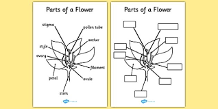 A Set Of Colorful Resources Which Cover The Parts Of A Plant And Flower Either Use The Pre Labeled Version In 2020 Maths Worksheets Ks2 Free Math Worksheets Free Math