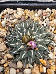 Image result for Kotschya carsonii