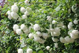 Je nachdem, wann er blüht, kann das schon im november der fall sein. Schneeball Viburnum Pflanzen Pflege Schneiden Gartendialog De