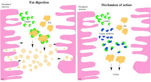 Image result for Lipase