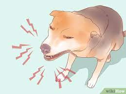 Taking your dog's temperature with a thermometer is the only real way to diagnose a fever. How To Know When Your Dog Is Sick With Pictures Wikihow