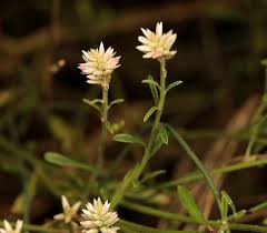 Image result for Hermbstaedtia