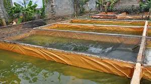 Teknik Tepat Menjaga Suhu Kolam Terpal Artikel Pertanian Terbaru Berita Pertanian Terbaru