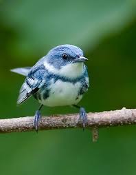 Pin By Wolff Solutions On Beautiful Birdies Pet Birds Bird Species Beautiful Birds