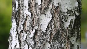Image result for tree bark
