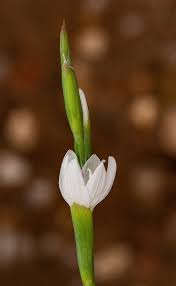 Image result for Hesperantha petitiana