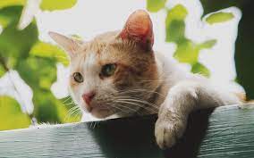 Orange Cat Names 169 Amazing Names For Ginger Kittens Cat Lifespan Cats Orange Cat