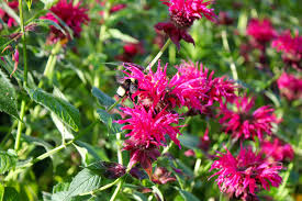 Maybe you would like to learn more about one of these? Perennials And Annuals Page 3 The Garden Professors
